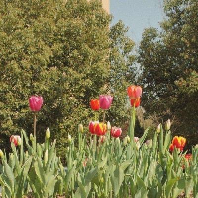 4949澳门免费资料大全